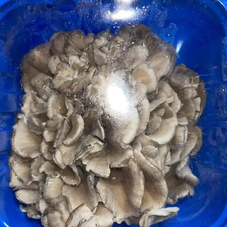 hen of the wood.webp
